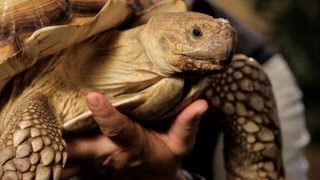 7 Cool Facts about Sulcata Tortoise  Pet Reptiles [upl. by Eenttirb]