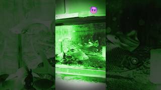 Ghost fish 👻 bhoot horrorsounds ghost horrorsoundeffect funny [upl. by Rao]