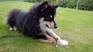 Merano inkallning finsk lapphund [upl. by Enyal]