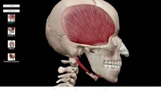 LearnVisible Body  Mandible Protraction and Retraction [upl. by Refinej146]