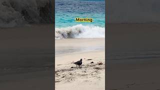 Beach bird namsetravel bestshortsindonesiabeachbirdingbirdsnatureoceanfunnybirdsrelax [upl. by Bouton485]