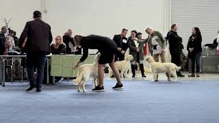 DOG SHOW NITRA CACIB MARY QUEEN 17 02 2024 [upl. by Aihsilat698]