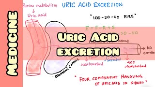 Uric acid excretion  Medicine Physiology [upl. by Chien]