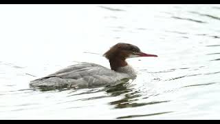 Der Gänsesäger the common merganser Mergus merganser [upl. by Fries]