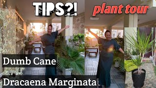 PLANT TOUR amp DUMB CANE CARE TIPS [upl. by Allerie]