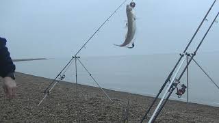 Whiting Fishing [upl. by Leifer]