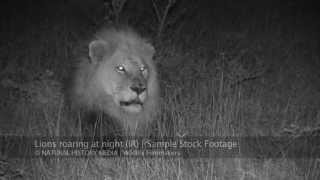 Lions roaring at night HD IR [upl. by Irma]