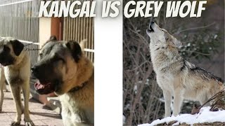 WILD FIGHT Kangal Takes on Grey Wolf [upl. by Edrea]