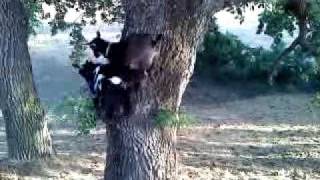 Goats climbing even harder trees [upl. by Acinoreb]