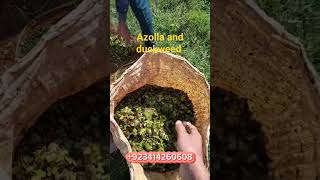 greater duckweed farming free feed for chickens and fish 🐠 azollapakistan azolla [upl. by Yrolg]