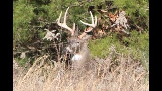 CADES COVE HUGE BUCKS AND WILDLIFE [upl. by January]