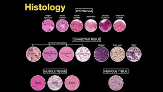 Introduction to Histology [upl. by Ierna]