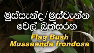 Mussanda  Mus wenna  wel buthsarana  Flag Bush  Mussaenda frondosa ayurvedic plant [upl. by Eceinej]