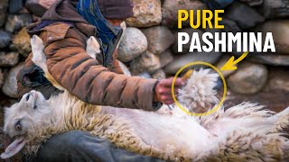 How PashminaCashmere Wool is Produced  A Himalayan Herder Explains [upl. by Ruddie]