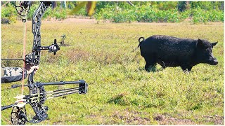 SHOOTING as many WILD PIGS as I CAN in 1 DAY  Bowhunting Challenge [upl. by Ehsiom]