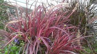 How To Grow Pennisetum Variegated Red Fountain Grass Fireworks DramaticIntense Color All Season [upl. by Pachton]