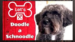 Let’s DOODLE a SCHNOODLE [upl. by Argent]