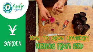 How to Grow Cranberry Hibiscus from Seed  Cranberry Hibiscus Seed Propagation  Atitlan Organics [upl. by Clary149]