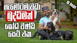 The Gentle Giant St Bernard  Cane Corso සෙට් එකක් මැද ආදරෙන් ඉන්න St Bernard  Pet Talk [upl. by Hteboj]