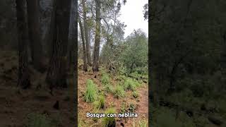 bosque cdmx milpaalta senderismo jobovk [upl. by Ddarb]