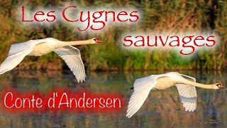 Livre audio  Les Cygnes sauvages conte dAndersen [upl. by Emmi]