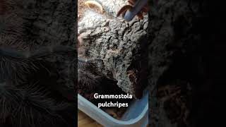 Grammostola pulchripes자이언트 골덴니 피딩 [upl. by Ydnyc506]