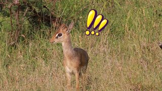 Dik Dik alarm calls after seeing a nearby leopard [upl. by Yoong]