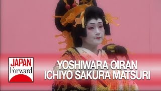 Yoshiwara Oiran Ichiyo Sakura Matsuri  JAPAN Forward [upl. by Nesyrb213]