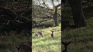 damhert fallow deer yong eating and watching me amsterdam water supply dunes netherlands [upl. by Nevak323]