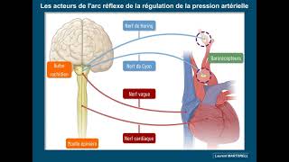 Quels sont les acteurs dune boucle de régulation de la pression artérielle [upl. by Ciapas]