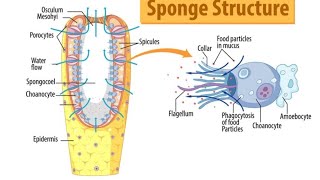 phylum Porifera   sponges   structure and types 🧽 [upl. by Sholes595]