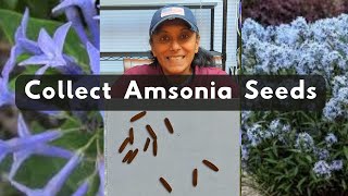 How To Collect Amsonia Seeds  Harvest Save Store Blue Star Seeds [upl. by Ahsekel]