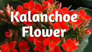 Kalanchoe Flower Plant Care Tips [upl. by Durman320]