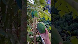 Harvesting my garden fruit relaxing nature relaxingmusic garden fruiteveryone [upl. by Ackley463]