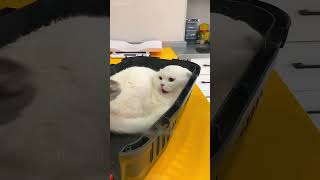 shortvideo cat mycatchannel funny petschannel yourcat funnycats catchannel [upl. by Abas]