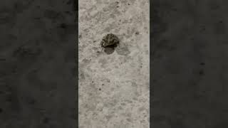 The smallest toad so far toad frog subscribe shorts like share animal travel philippines❤️ [upl. by Winnifred]