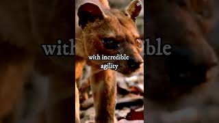 In Madagascar You’ll Find the Fossa wildlife nature animals facts interesting knowledge [upl. by Meldoh]