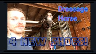 Shoeing a Dressage Horse with 4 NEW Shoes Hoof RestorationEveryday Farrier Work [upl. by Noivad69]