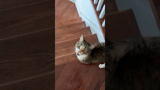 compilation of adorable cat sounds  mrrp mlem chirps trills meyawn meow [upl. by Maffei320]