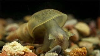 Lymnaea stagnalis  Spitzschlammschnecke  Great Pond Snail [upl. by Enohpets]