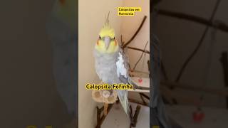 CALOPSITA MACHO cockatiel calopsita calopsitafilhote calopsitamansa [upl. by Red]