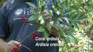 coral ardisia Ardisia crenata [upl. by Asiul548]