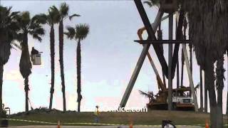 TRIMMING THE GIANT PALM TREES AT VENICE BEACH CALIFORNIA APRIL 25 2013 [upl. by Sheets70]