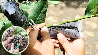 How to Grow Lemon Tree by Air Layering 3 in 1  Lemon Tree Propagation airlayering [upl. by Cuttler]