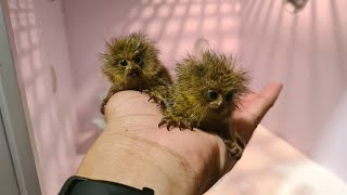 So Cutest Marmoset Monkey  Cute pygmy marmoset [upl. by Sieracki117]