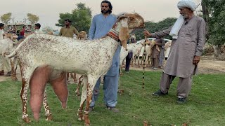 Pakistan Biggest Makhi Cheeni Beetal Goats Farm Haidry Goat Farm goat goatfarming bakra farming [upl. by Neron]