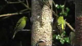 Eurasian Siskins Carduelis spinus [upl. by Schiff]