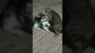 Wrestling Time Kittens 😂👌 cat kitten cute youtubeshorts shortvideo amazing entertainment [upl. by Aterg264]