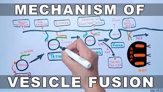 Mechanism of Vesicle Docking and Fusion [upl. by Margreta]