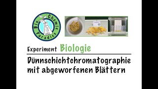 Experiment Biologie – Dünnschichtchromatographie II [upl. by Atnwahs]